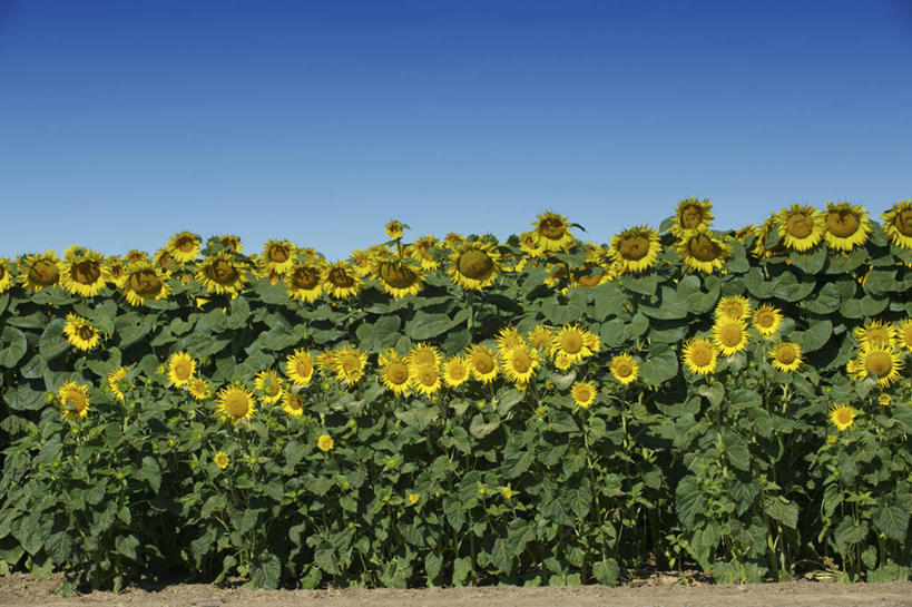 无人,横图,室外,白天,向日葵,美国,田地,花,黄色,绿色,自然,摄影,生长,北美,北美洲,脆弱,清新,加利福尼亚,美洲,加州,加利福尼亚州,万里无云,金州,黄金州,萨克拉门托,北亚美利加洲,亚美利加洲,萨克拉门托县,彩图,县治,美利坚合众国,沙加缅度,北加利福尼亚州