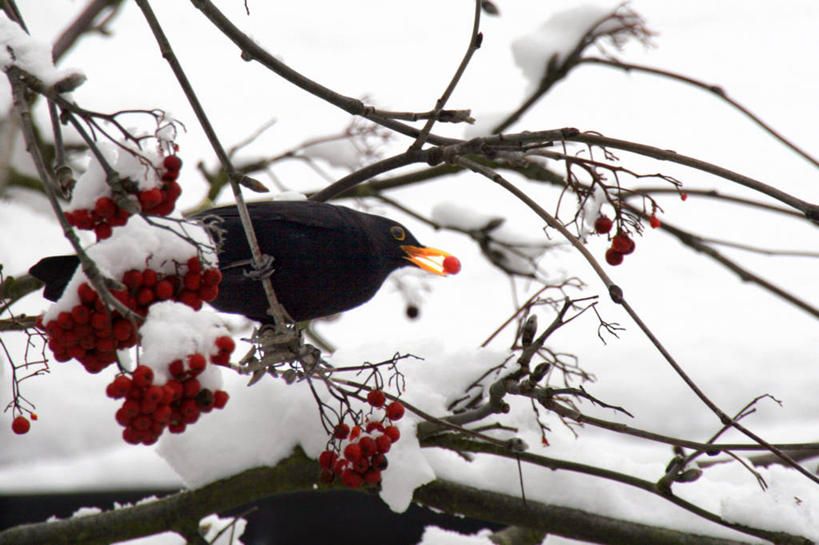 无人,横图,室外,白天,雪,野生动物,英国,鸟类,冬天,枝,樱桃树,寒冷,摄影,乌鸦,叼着,彩图