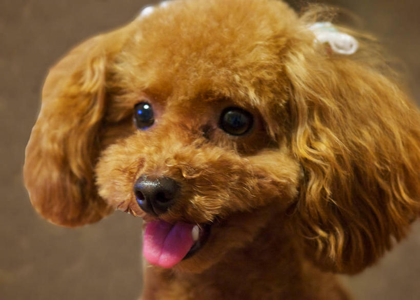 无人,横图,室外,特写,宠物,狗,日本,褐色,贵宾犬,动物,张嘴,家畜,摄影,部分,张大嘴巴,香川县,张开嘴,彩图