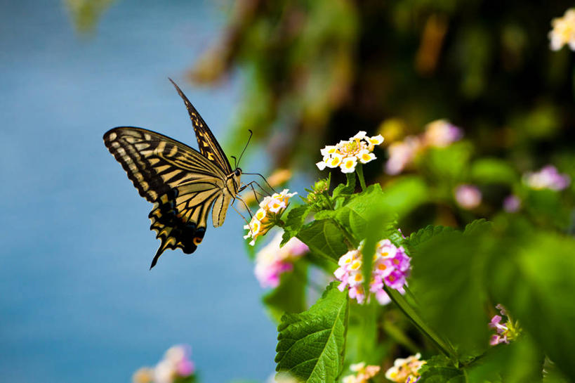 无人,横图,室外,白天,野生动物,蝴蝶,叶子,日本,昆虫,飞,花,自然,摄影,清新,凤尾蝶,彩图