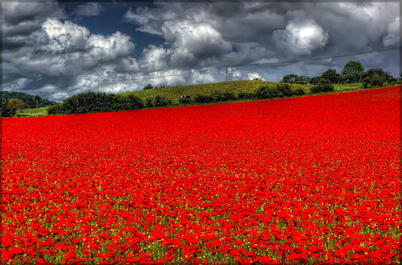 无人,横图,室外,白天,多云,英国,田地,乌云,天气,花,红色,风景,自然,摄影,宁静,彩图