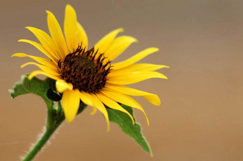 无人,横图,室外,特写,白天,美景,叶子,美国,盛开,景观,茎,花蕾,雏菊,花,花瓣,花朵,鲜花,一朵,黄色,自然,花苞,花蕊,景色,摄影,生长,亚利桑那,脆弱,雄蕊,清新,自然风光,吉尔伯特,彩图