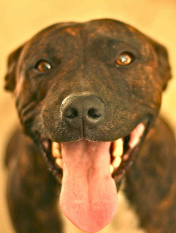 无人,竖图,室内,特写,宠物,狗,南非,首都,黑色,家畜,摄影,部分,肖像,开普敦,西开普省,彩图