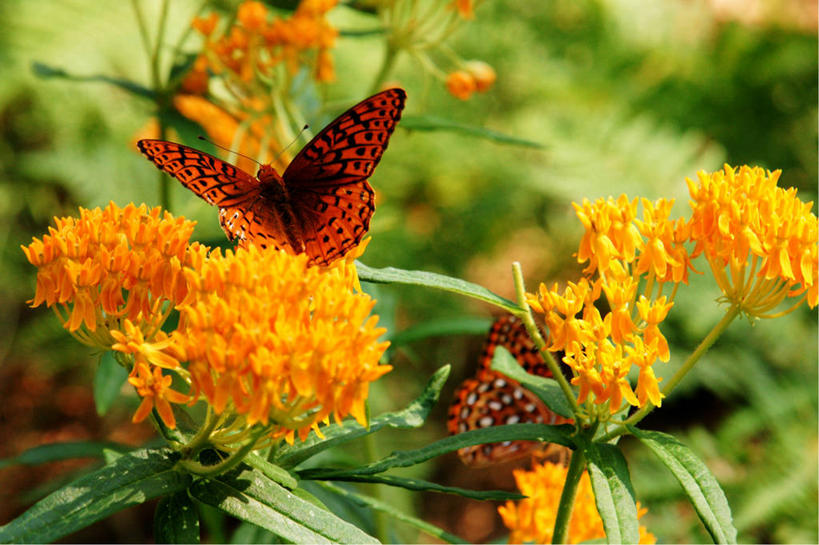 无人,横图,室外,特写,白天,野生动物,蝴蝶,美国,花,黄色,动物,两只,橙色,摄影,生长,亚利桑那,脆弱,授粉,塞多纳,彩图