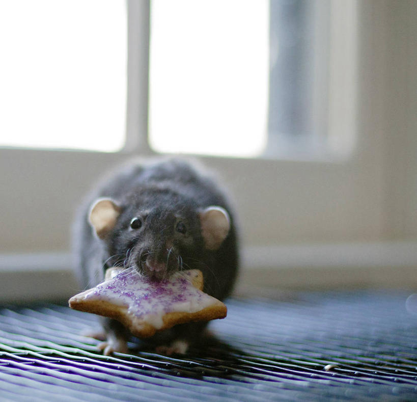 无人,横图,室内,白天,窗户,地毯,哺乳动物,野生动物,老鼠,美国,曲奇,黑色,动物,星形,摄影,叼着,肖像,彩图