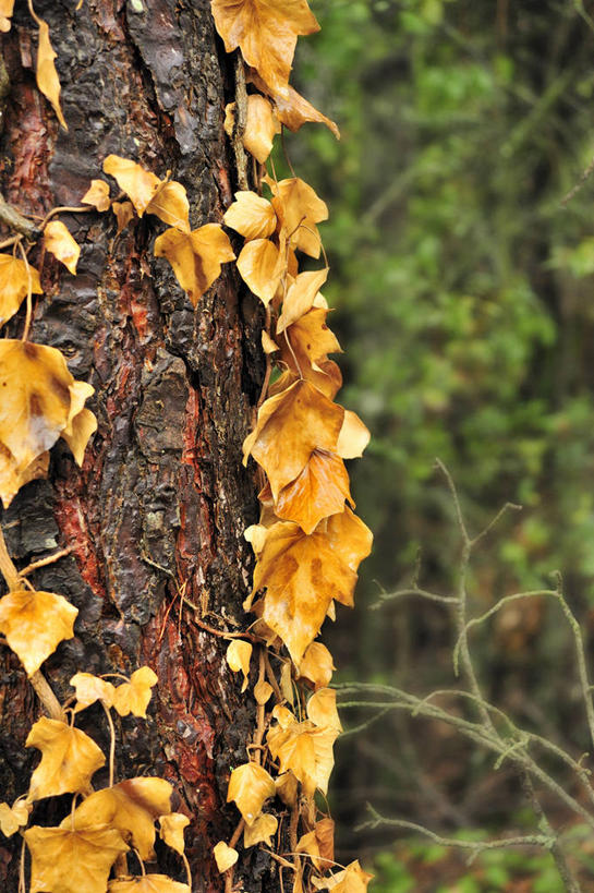 无人,竖图,室外,特写,白天,叶子,西班牙,树,树干,自然,摄影,改变,塔拉戈纳省,秋天,彩图