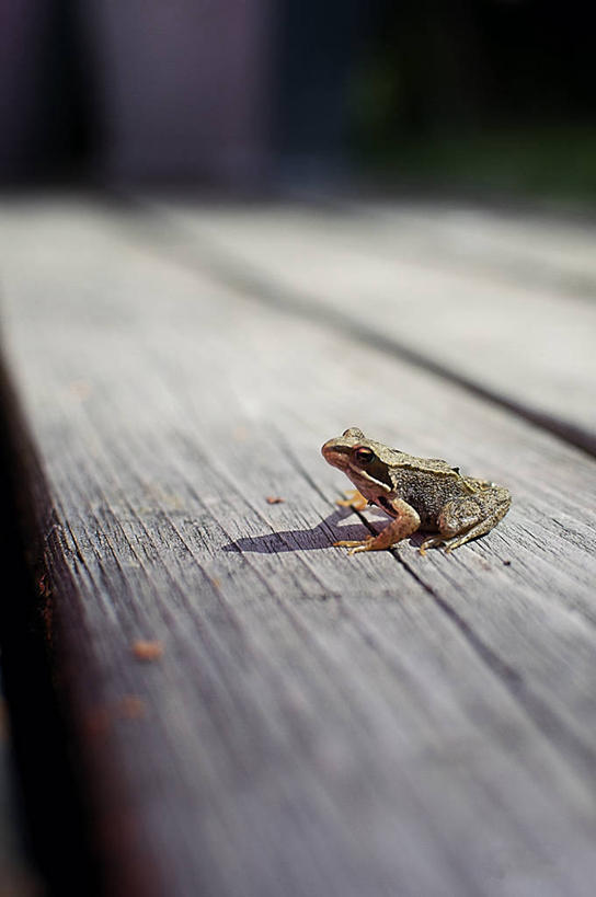 无人,码头,竖图,室外,白天,港口,野生动物,丹麦,木制,摄影,彩图,摆渡口,埠头,渡口,渡头,港湾,海港,货运码头,口岸,商港