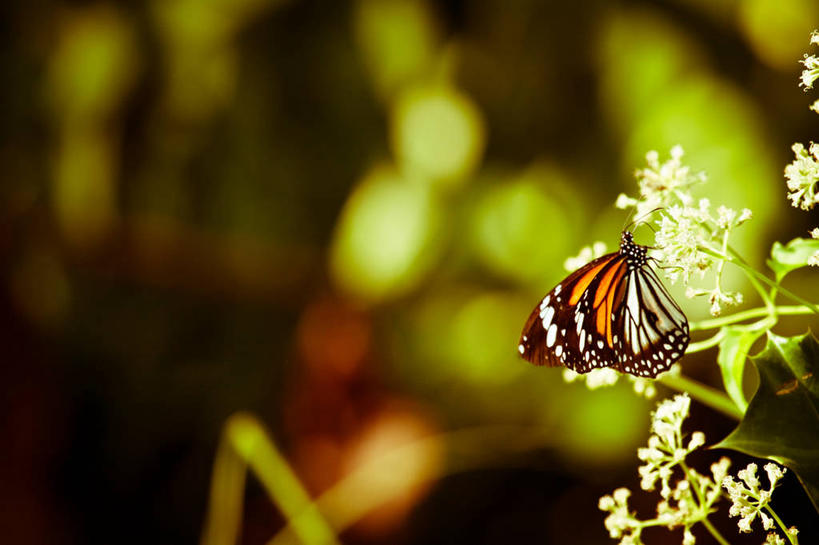 无人,横图,室外,特写,白天,野生动物,蝴蝶,孟加拉国,亚洲,花,摄影,南亚,授粉,孟加拉人民共和国,彩图