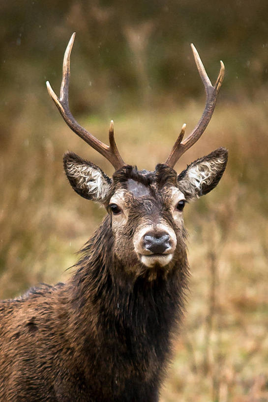 无人,竖图,室外,特写,白天,鹿,野生动物,英国,动物,摄影,雄鹿,肖像,彩图