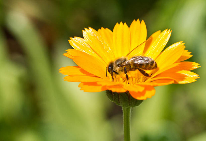 无人,横图,室外,特写,白天,野生动物,蜜蜂,意大利,昆虫,黄色,自然,摄影,大波斯菊,授粉,彩图