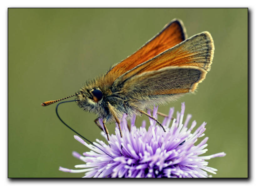 无人,横图,室外,特写,白天,野生动物,蝴蝶,英国,盛开,花蕾,花,花瓣,花朵,鲜花,一朵,紫色,动物,花苞,花蕊,摄影,授粉,巴克斯顿,彩图