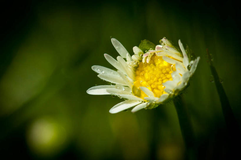 无人,横图,室外,特写,白天,英国,欧洲,盛开,花蕾,英格兰,雏菊,花,花瓣,花朵,鲜花,一朵,黄色,白色,花苞,花蕊,雨滴,摄影,脆弱,雄蕊,西欧,清新,大不列颠,大不列颠及北爱尔兰联合王国,大不列颠及爱尔兰联合王国,萨塞克斯,萨塞克斯郡,苏塞克斯,东萨塞克斯郡,彩图,大不列颠王国,大英帝国,联合王国,日不落帝国