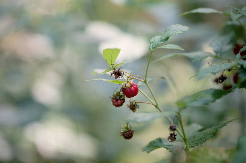 无人,横图,室外,白天,挪威,饮食,自然,覆盆子,摄影,生长,清新,健康食物,彩图