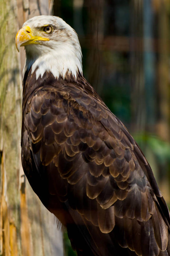 无人,竖图,室外,特写,白天,野生动物,加拿大,树,摄影,白头鹰,彩图