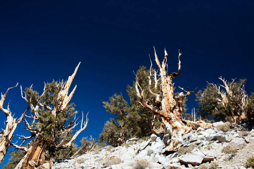无人,横图,室外,白天,仰视,美国,枝,自然,摄影,宁静,加利福尼亚,干的,万里无云,狐尾松,彩图,低角度拍摄