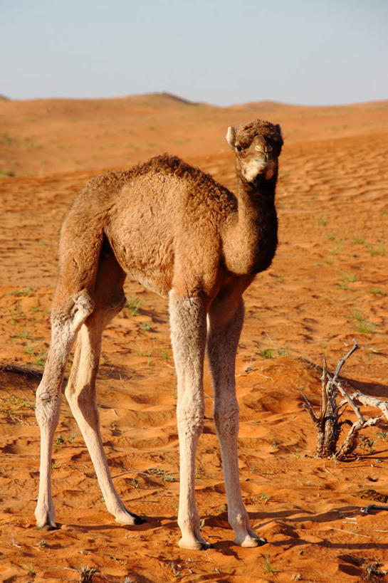 无人,站,竖图,室外,特写,白天,沙漠,阿曼,沙子,骆驼,动物,家畜,摄影,波斯湾,彩图