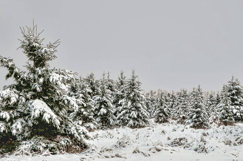 无人,横图,室外,白天,森林,雪,加拿大,冬天,天气,树,天空,自然,寒冷,摄影,常绿树,彩图
