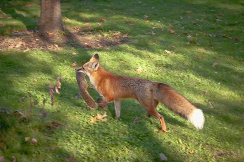 无人,公园,横图,室外,白天,野生动物,日光,美国,草,动物,松鼠,两只,摄影,死亡,叼着,爱达荷,红狐,步行,彩图