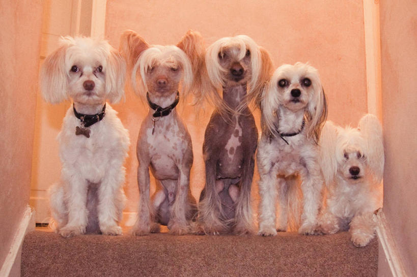无人,坐,横图,室内,白天,宠物,狗,英国,一排,整齐,并排,台阶,排列,家畜,摄影,五只,队列,肖像,彩图,中国冠毛犬