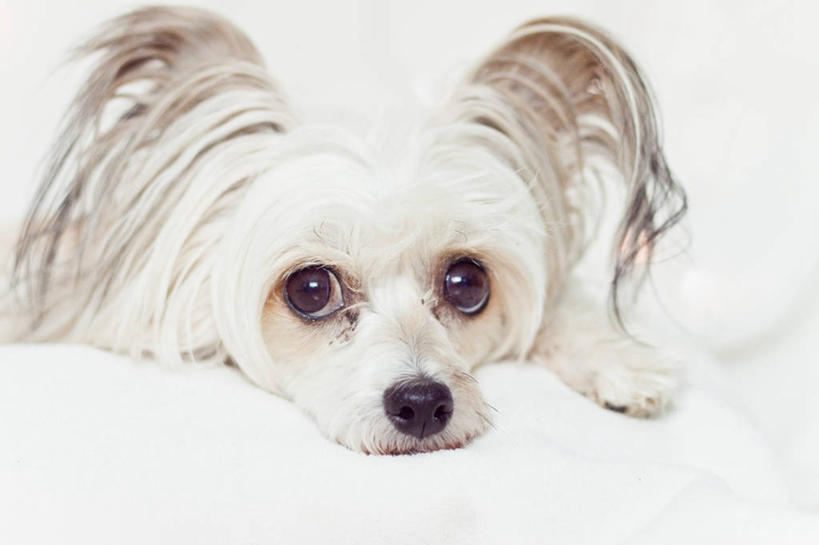 无人,躺,横图,室内,特写,白天,宠物,狗,英国,毯子,白色,家畜,摄影,部分,肖像,彩图,中国冠毛犬,好奇心