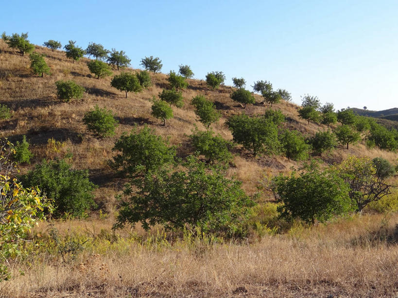无人,横图,室外,白天,山,葡萄牙,草,自然,摄影,生长,灌木,宁静,万里无云,彩图