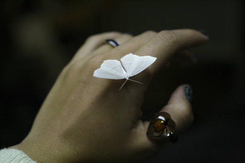 手,一个人,横图,特写,野生动物,美国,小的,白色,戒指,摄影,部分,脆弱,蛾,宾夕法尼亚,彩图