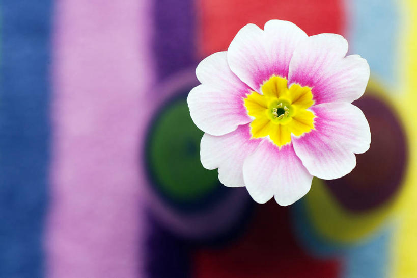 无人,横图,室内,特写,白天,花瓶,英国,盛开,花蕾,花,花瓣,花朵,鲜花,一朵,粉色,自然,花苞,花蕊,摄影,脆弱,雄蕊,樱草花,萨里市,彩图