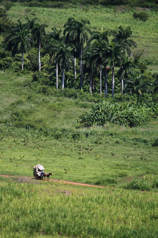 竖图,室外,白天,棕榈树,马,古巴,马车,草,树,自然,运输,摄影,拉丁美洲,彩图
