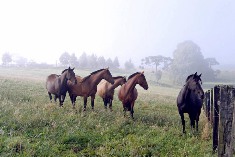 无人,横图,室外,白天,雾,马,巴西,篱笆,草,树,天空,家畜,摄影,五只,彩图