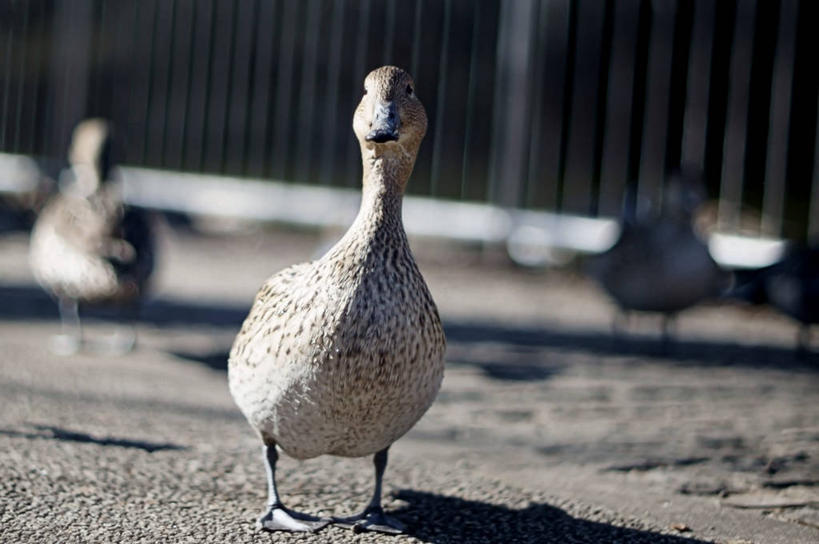 无人,横图,室外,特写,白天,野生动物,东京,日光,日本,亚洲,三只,鸭子,首都,摄影,东亚,本州,关东地方,本州岛,日本国,东京都,彩图,练马区