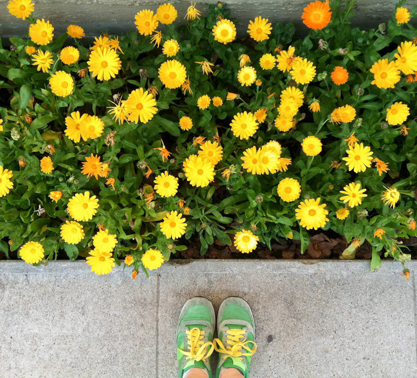 儿童,一个人,站,横图,俯视,室外,白天,纯洁,美国,花坛,田地,人行道,靴子,花,黄色,绿色,可爱,童年,童趣,摄影,生长,部分,脆弱,清新,加利福尼亚,足,童真,烂漫,无邪,伯克利,天真,彩图,高角度拍摄