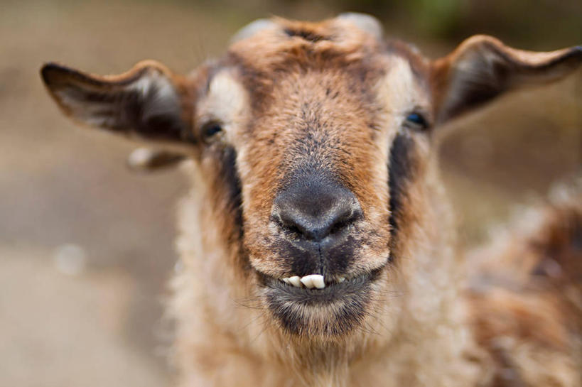 无人,横图,室外,特写,白天,美国,动物,家畜,摄影,牲畜,部分,肖像,马萨诸塞,山羊,彩图