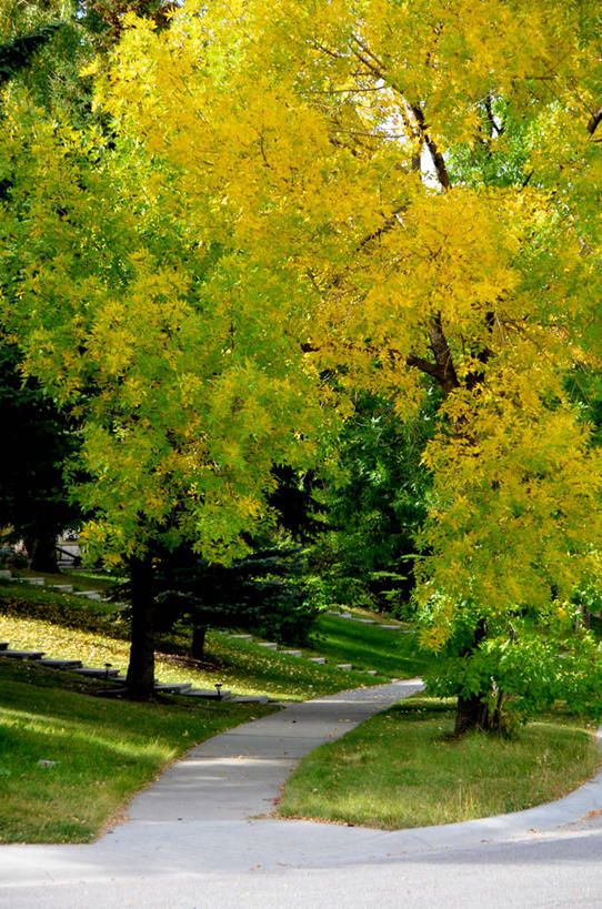 无人,竖图,室外,白天,旅游,度假,美景,加拿大,阴影,景观,人行道,娱乐,草,树,自然,享受,休闲,景色,放松,摄影,宁静,自然风光,改变,卡尔加里,亚伯达,秋天,彩图