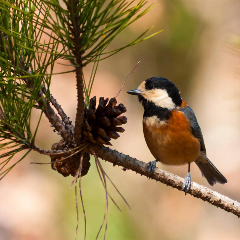 无人,方图,室外,特写,白天,松树,野生动物,叶子,日本,鸟类,山雀,松果,枝,摄影,栖息,鹿儿岛县,彩图