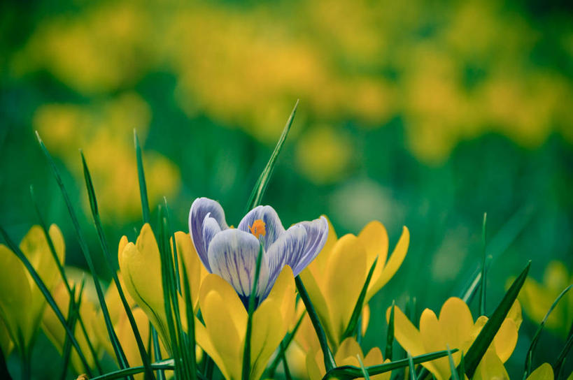 无人,横图,室外,白天,快乐,荷兰,藏红花,花,花瓣,黄色,紫色,自然,摄影,生长,保护,番红花,脆弱,西红花,彩图