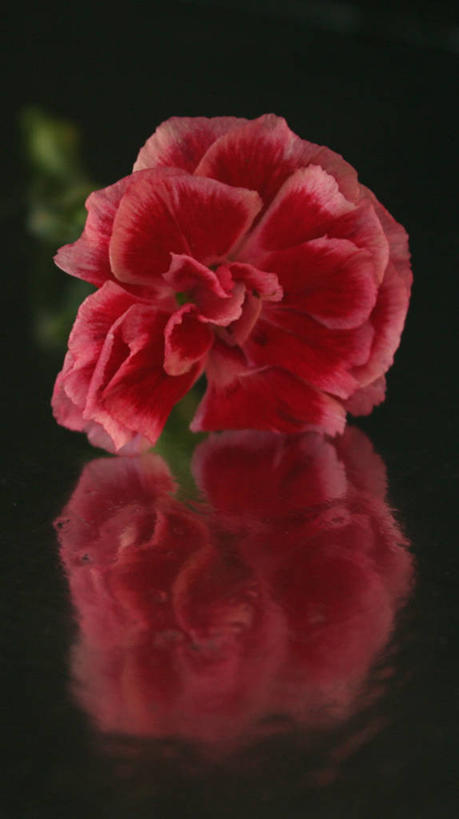 无人,竖图,室外,特写,西班牙,黑色背景,盛开,反射,花蕾,格拉纳达,花,花瓣,花朵,鲜花,一朵,红色,自然,花苞,花蕊,摄影,脆弱,清新,荷兰石竹,彩图