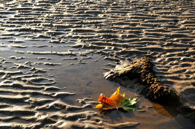 无人,横图,室外,白天,叶子,西班牙,湿,沙子,自然,摄影,宁静,改变,水坑,秋天,彩图