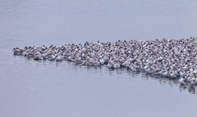 无人,横图,室外,白天,野生动物,英国,一群,许多,丰富,鸟类,很多,摄影,死水,彩图
