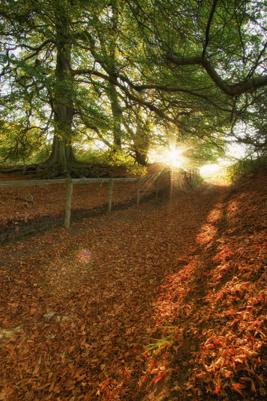 无人,竖图,室外,白天,镜头眩光,美景,叶子,英国,欧洲,景观,英格兰,自然,景色,摄影,宁静,西欧,自然风光,改变,大不列颠,大不列颠及北爱尔兰联合王国,大不列颠及爱尔兰联合王国,英吉利,格洛斯特,格洛斯特郡,科茨沃尔德,秋天,彩图,单行道,大不列颠王国,大英帝国,联合王国,日不落帝国