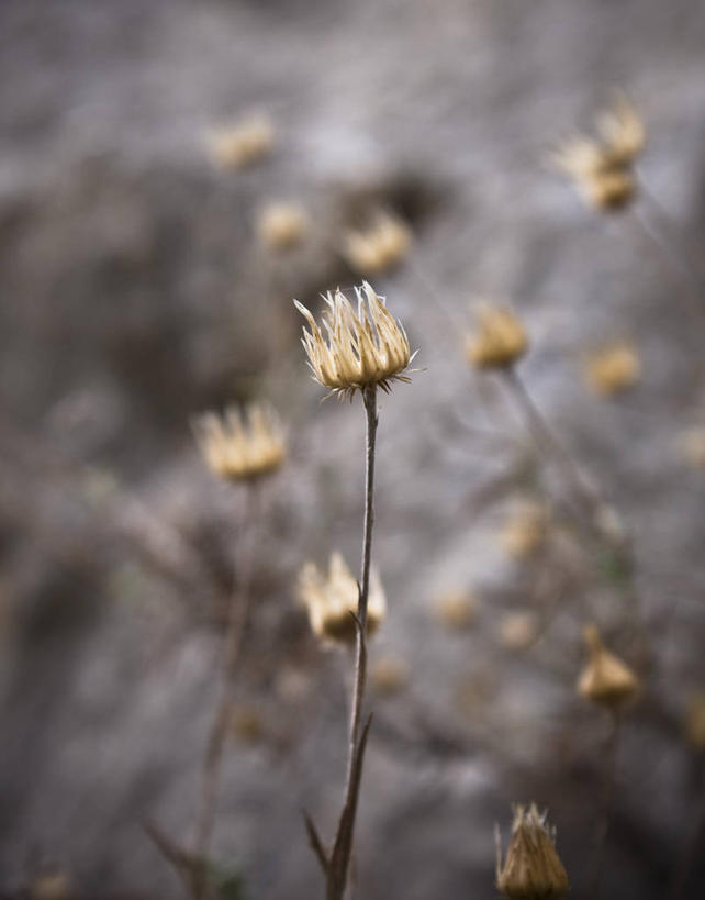 无人,竖图,室外,特写,白天,西班牙,野花,自然,摄影,宁静,脆弱,哈恩,岩石,彩图