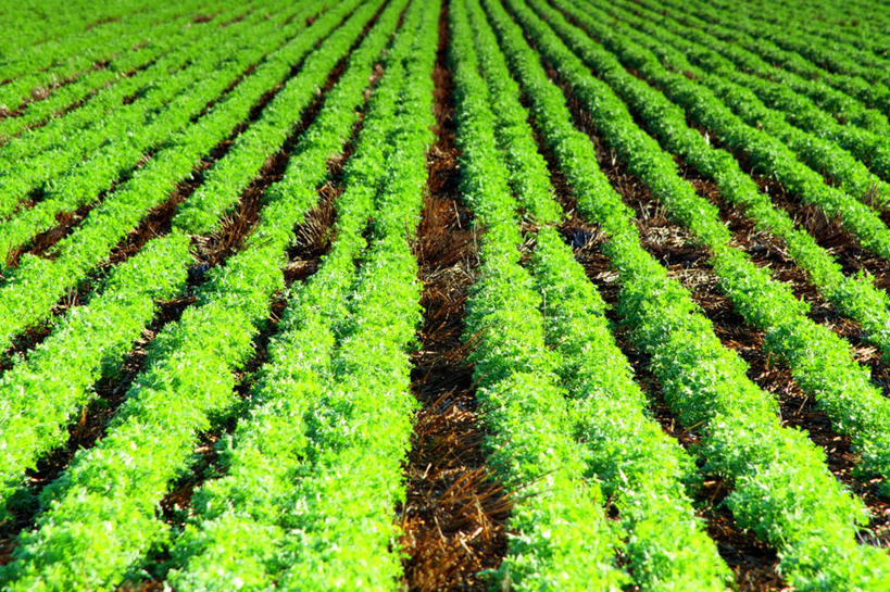 无人,横图,室外,白天,农业,澳大利亚,一排,整齐,田地,排列,绿色,自然,摄影,生长,宁静,队列,白羽扇豆,南澳大利亚,彩图