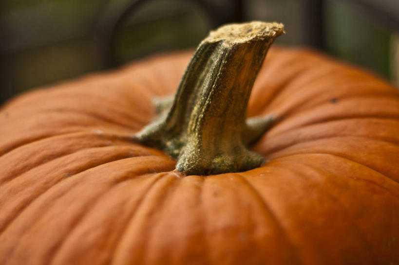 无人,横图,室外,特写,白天,南瓜,蔬菜,德国,茎,饮食,一个,橙色,摄影,单个,清新,健康食物,德累斯顿,彩图