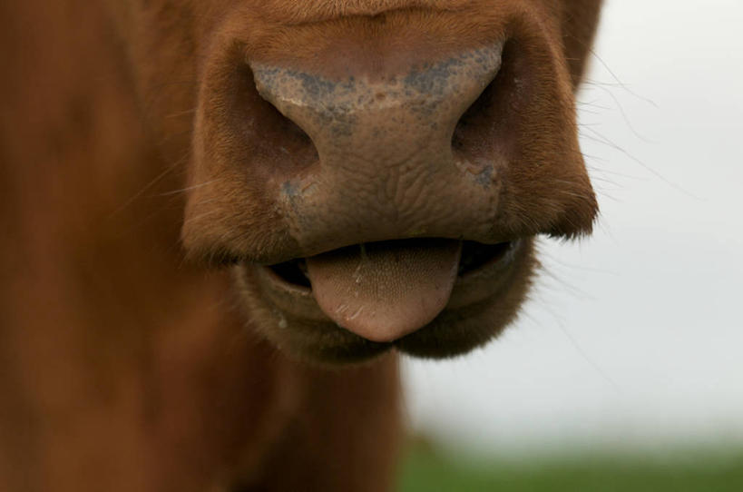 无人,横图,室外,特写,白天,加拿大,伸舌头,家畜,摄影,牲畜,母牛,亚伯达,彩图,家牛