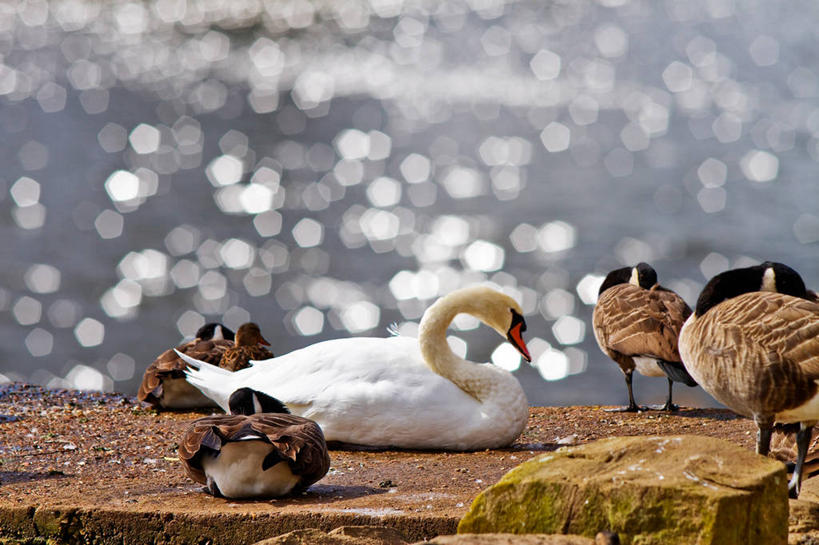 无人,横图,室外,白天,湖,鹅,野生动物,天鹅,日光,英国,鸟类,鸭子,摄影,栖息,照亮,波克夏,岩石,彩图