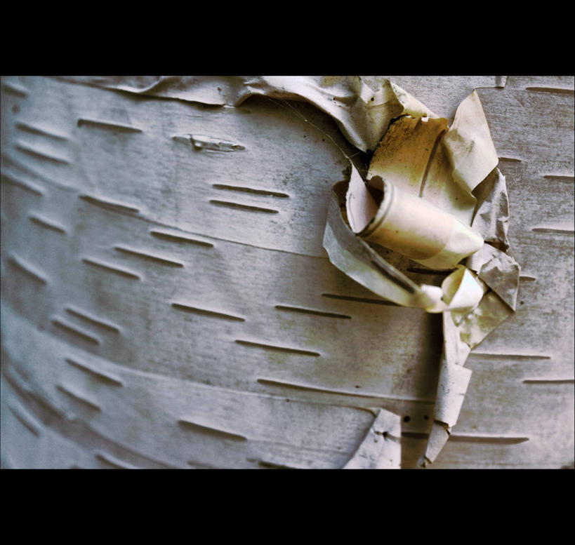 无人,横图,室外,特写,白天,加拿大,包装,包装纸,纸,树皮,纸张,摄影,白桦,包装材料,蜡纸,脆弱,魁北克,彩图