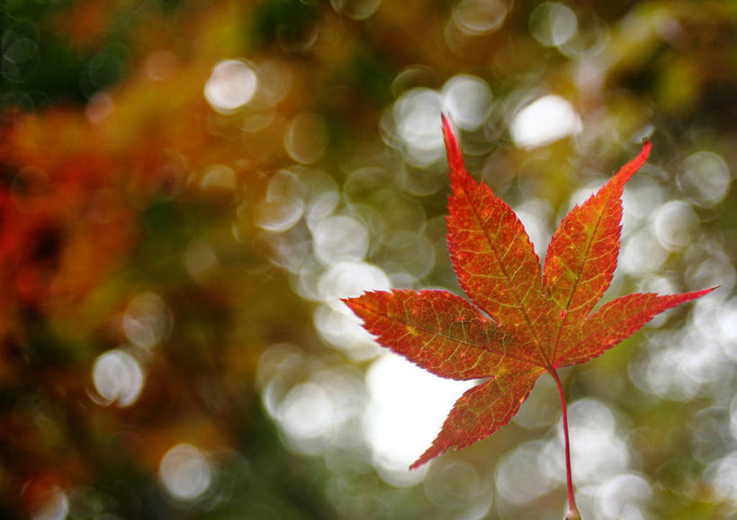 无人,横图,室外,特写,白天,叶子,美国,枫叶,自然,摄影,脆弱,改变,马萨诸塞,秋天,彩图