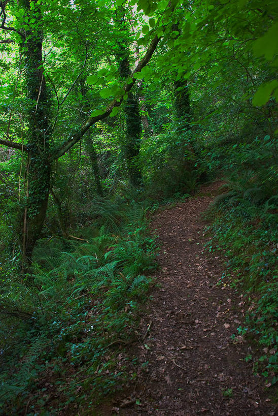 无人,竖图,室外,白天,森林,西班牙,地形,枝,草,树,绿色,自然,摄影,生长,宁静,坎塔布利亚,彩图