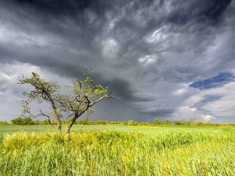 无人,横图,室外,白天,农业,小麦,美景,西班牙,地平线,地形,景观,田地,乌云,辽阔,谷类,地面,树,天空,自然,广阔,景色,摄影,生长,宁静,一望无际,自然风光,延伸,布尔戈斯,天地相交,无边无际,一马平川,彩图,布尔戈斯省