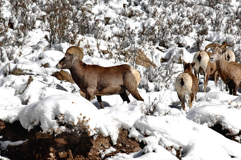 无人,横图,室外,白天,山,雪,野生动物,羊,美国,冬天,羊群,自然,动物,寒冷,可爱,摄影,活泼,大角羊,科罗拉多州,盘角羊,盘羊,绵羊,步行,彩图