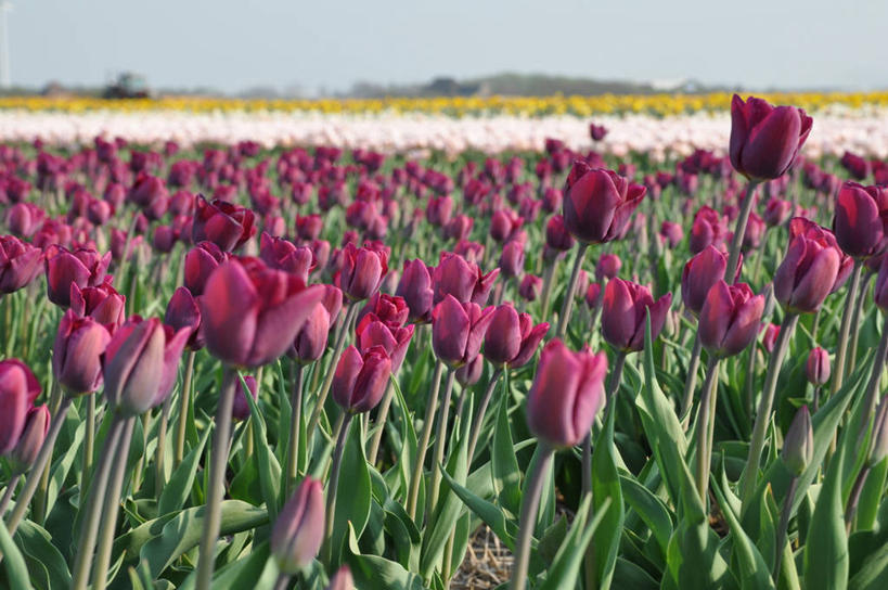无人,横图,室外,特写,白天,农业,郁金香,荷兰,紫色,自然,摄影,生长,宁静,彩图